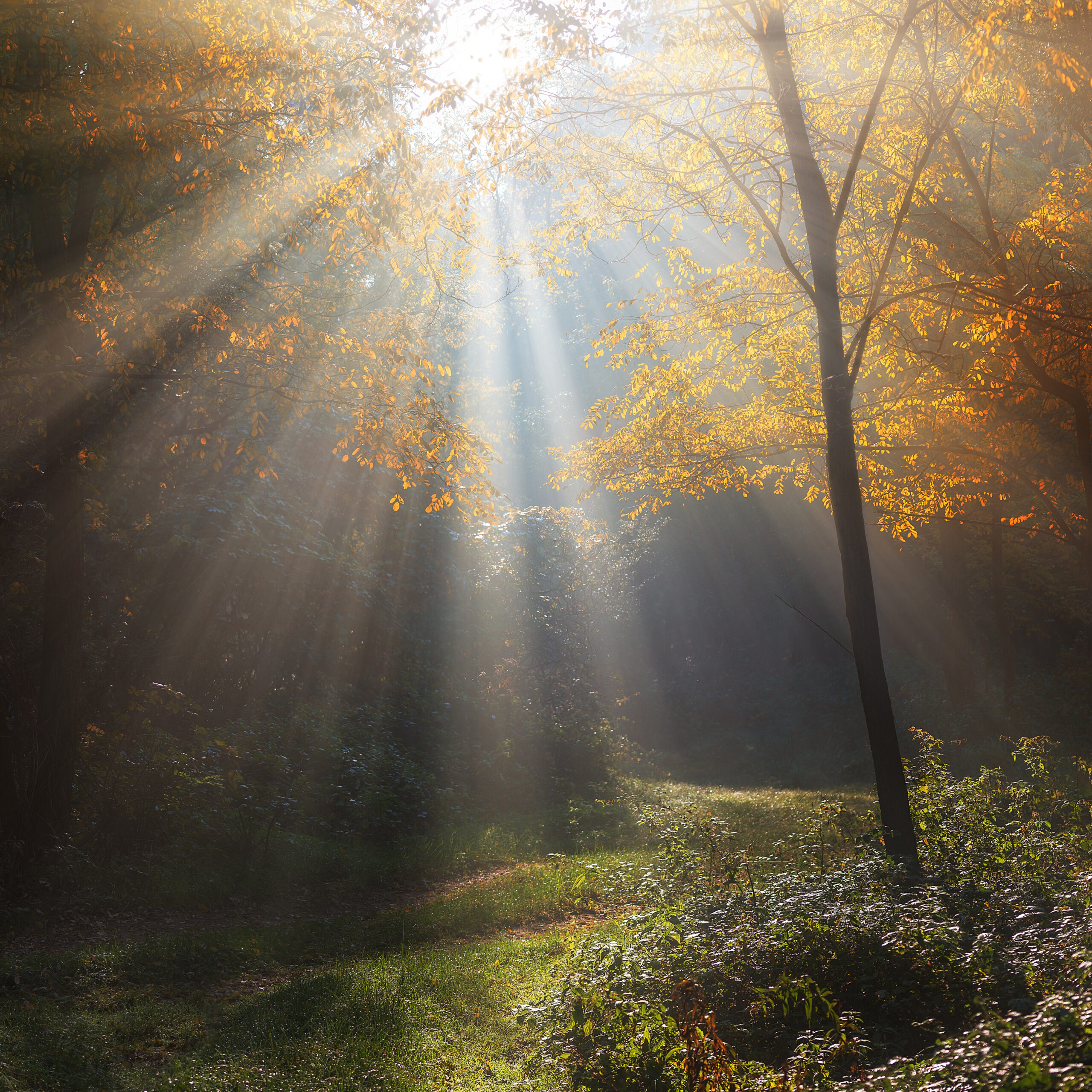 sun rays in the forest